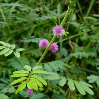 Mimosa diplotricha C.Wright